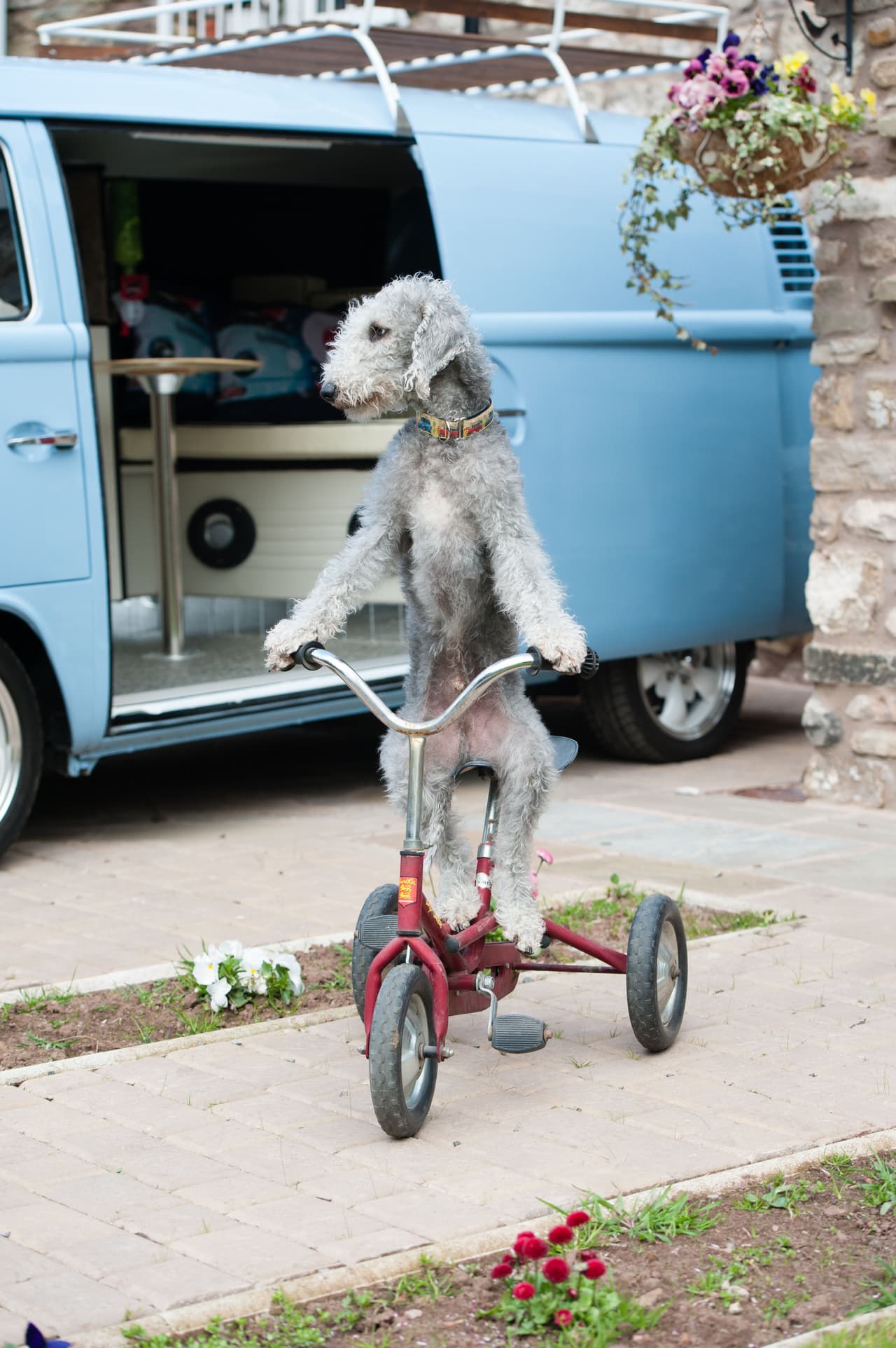 El peludo amigo se llama Barry.