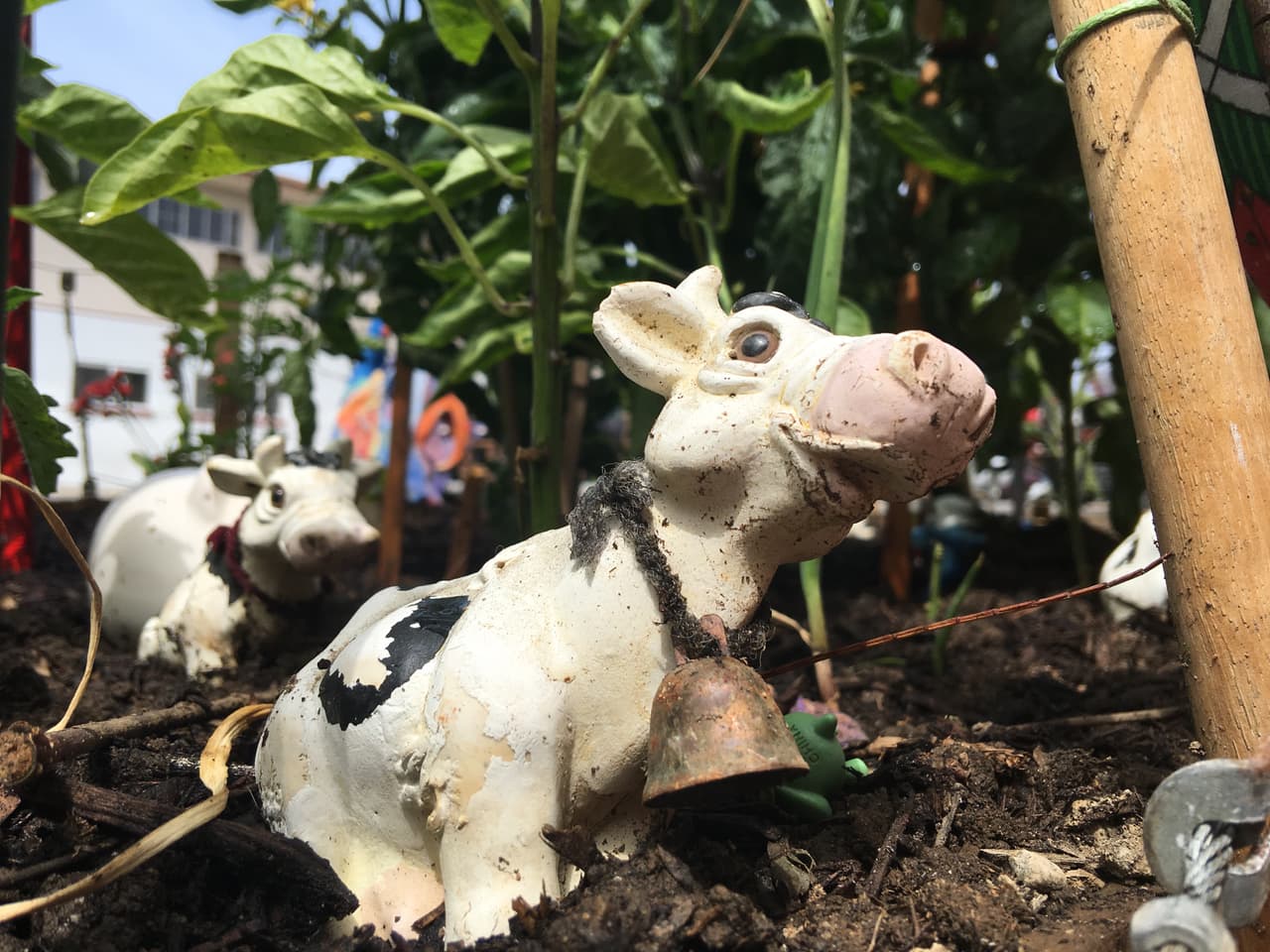 Las vacas y animales de plástico hacen ver al huerto como un ranchito.