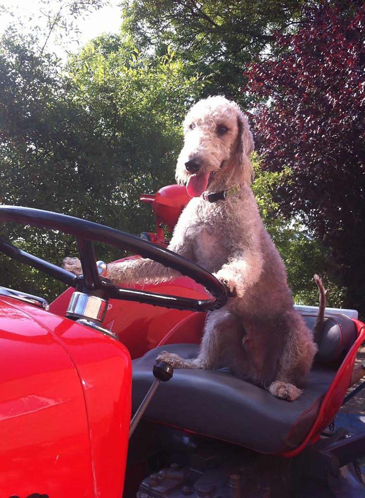 Este Bedlington terrier puede montar una bicicleta.
