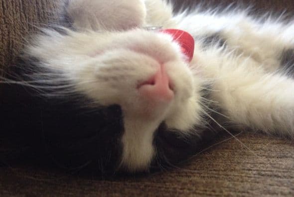 #10 Los ronquidos de tu mascotas son adorables, los de los humanos NO lo son.