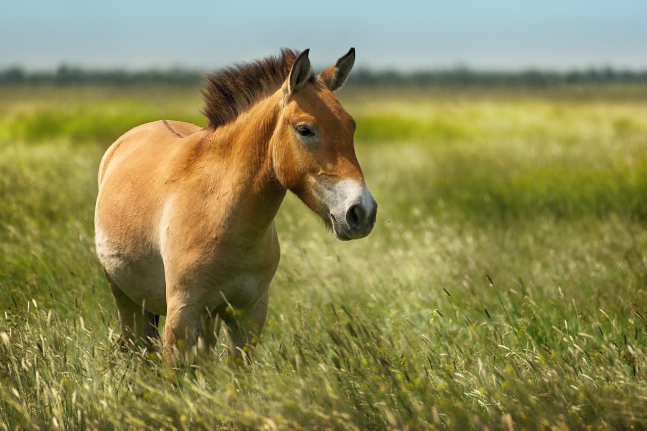 <h3 class="cms-H3-H3">Caballo de Przewalski</h3>
<br>
<br>Esta especie pasó de estar extinta en la década de 1960 a convertirse en una de las historias de reintroducción a estado salvaje más emblemáticas que se hayan podido atestiguar. Gracias a un programa de crianza en cautiverio en 1985, estos caballos pudieron ser puestos en liberar siete años después en Mongolia y desde 2018 ya se han contabilizado 500 en todo el país. 
<b>Además, esta especie también ha podido ser detectada libremente en otras regiones del continente <a href="https://www.univision.com/temas/asia">asiático</a> y sus poblaciones siguen ascendiendo. </b>
<br>
<br>