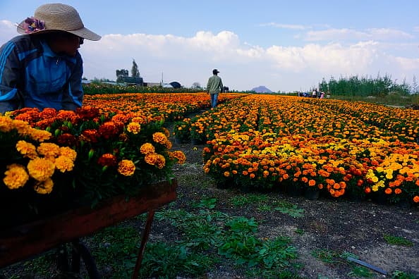 Esta planta originaria de México puede encontrarse en diferentes estados de ese país como Coahuila, San Luis Potosí, Ciudad de México, Morelos, Guerrero, Oaxaca y Puebla, siendo este último el mayor productor de la flor, luego de que el año pasado produjera más del 76.6 % a nivel nacional. 
<br>
<br>