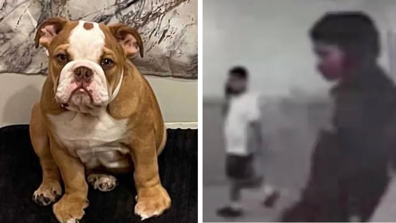 La 
<a href="https://www.univision.com/local/houston-kxln/encuentran-dinero-en-efectivo-y-cheques-en-lakewood-church-en-houston-video">Policía de Houston</a> está tras la pista de dos sospechosos de entrar a robar en un apartamento.