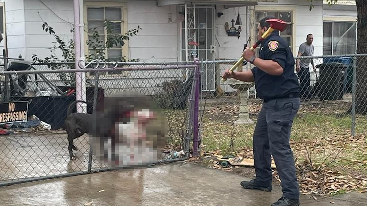 <a href="https://www.univision.com/local/san-antonio-kwex/ataque-perros-muerte-anciano-heridos-detenido-san-antonio-texas">Un hombre de la tercera edad murió</a> y su esposa resultó gravemente herida luego de ser atacados por dos perros cuando llegaron a visitar a un familiar, al suroeste de San Antonio.