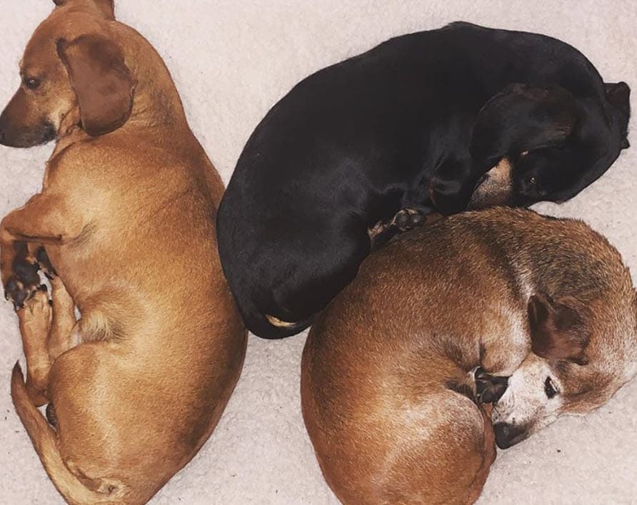 La estrella de telenovelas tiene otras dos mascotas, de las que también hemos visto fotografías en sus redes sociales.