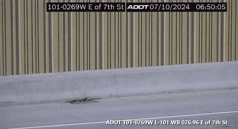 Rescatan enorme reptil sobre el Loop 101 al norte de Phoenix