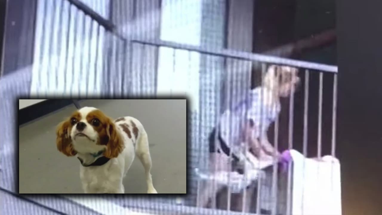 “Sostuvo al perro y lo golpeó contra la pared”: mujer es grabada mientras agredía a su perro