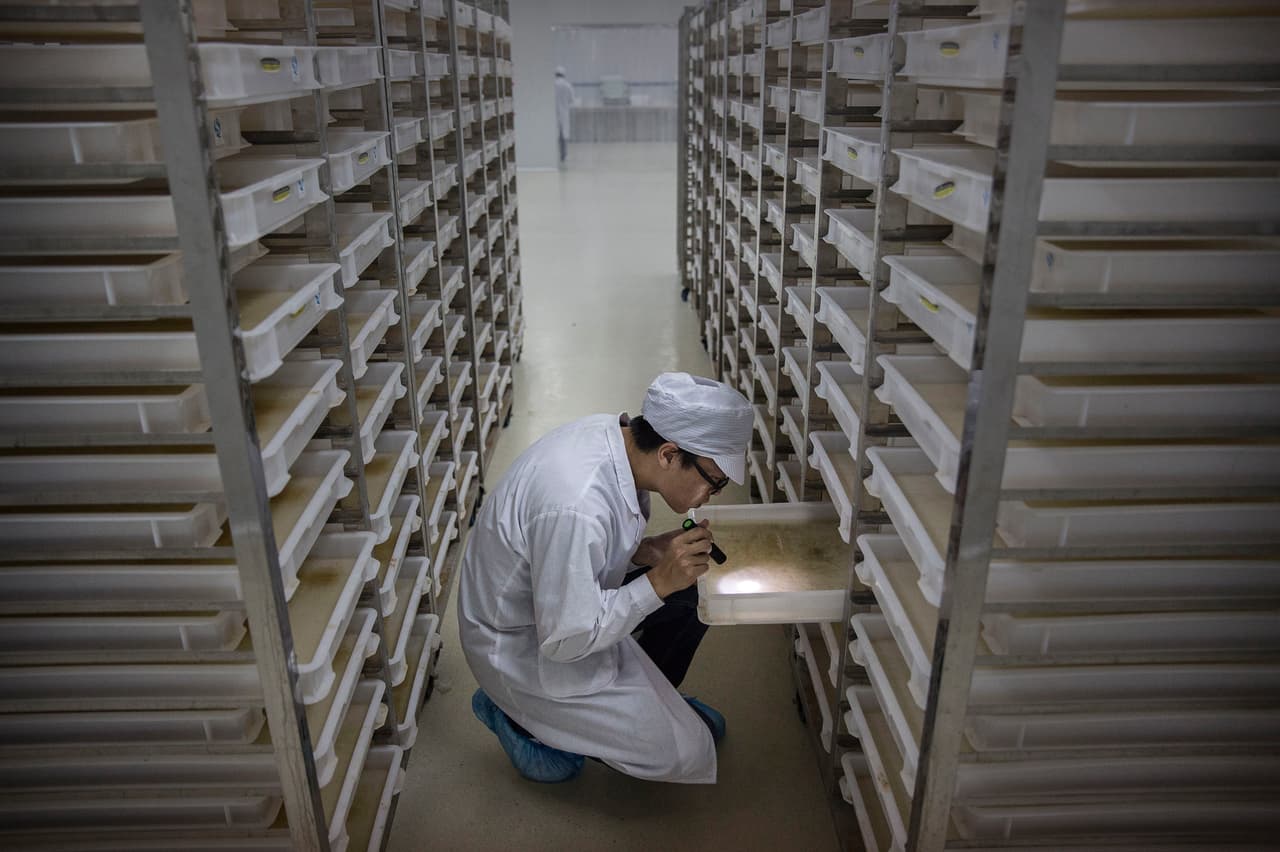 La instalación es considerada la mayor fábrica de mosquitos del mundo.