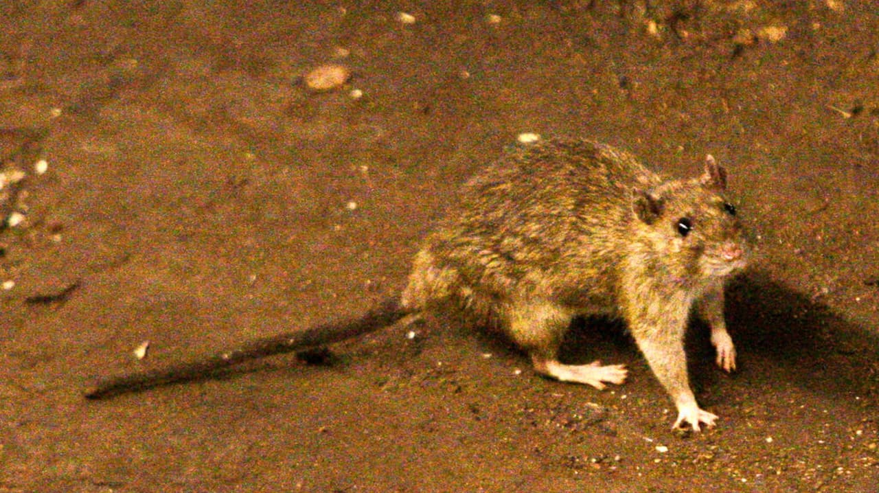 Confirman primera muerte por hantavirus 'sin nombre' en Arizona: Lo que debes de saber