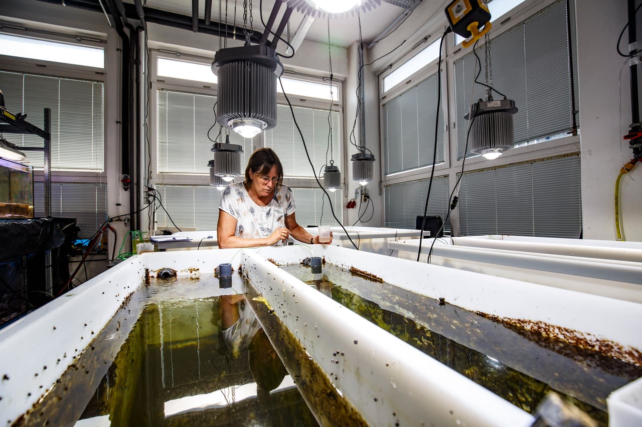 El Mar Báltico y el Mar Negro son los mayores ecosistemas marinos semicerrados cuyo contenido de oxígeno es bajo. Entre los últimos 50 y 100 años la desoxigenación también se ha expandido en la mayor parte del Atlántico e incluso en los mares conectados, como el Mediterráneo.