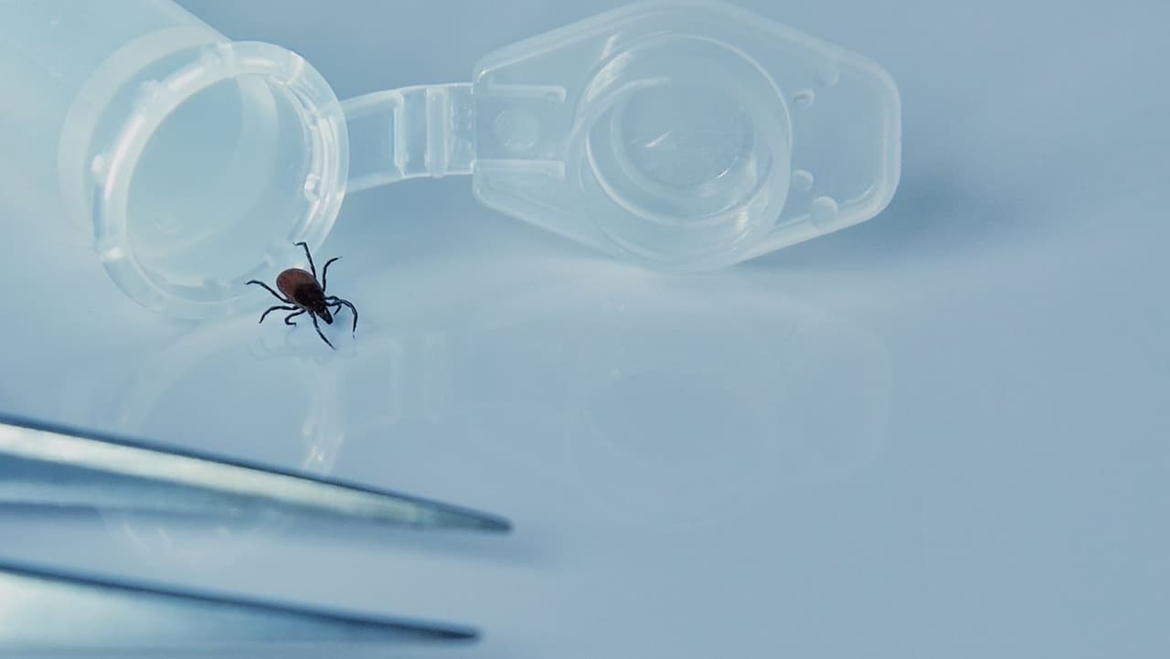 5. Desafortunadamente, no existe una cura real para el virus Powassan. Los tratamientos suelen ser para los síntomas que se producen como consecuencia de contraerla. Tampoco hay vacunas disponibles para prevenir la enfermedad, según los CDC. Enfermedades como el virus Powassan afectan más comúnmente a las personas mayores. Pero los más pequeños también están en riesgo al pasar más tiempo al aire libre.