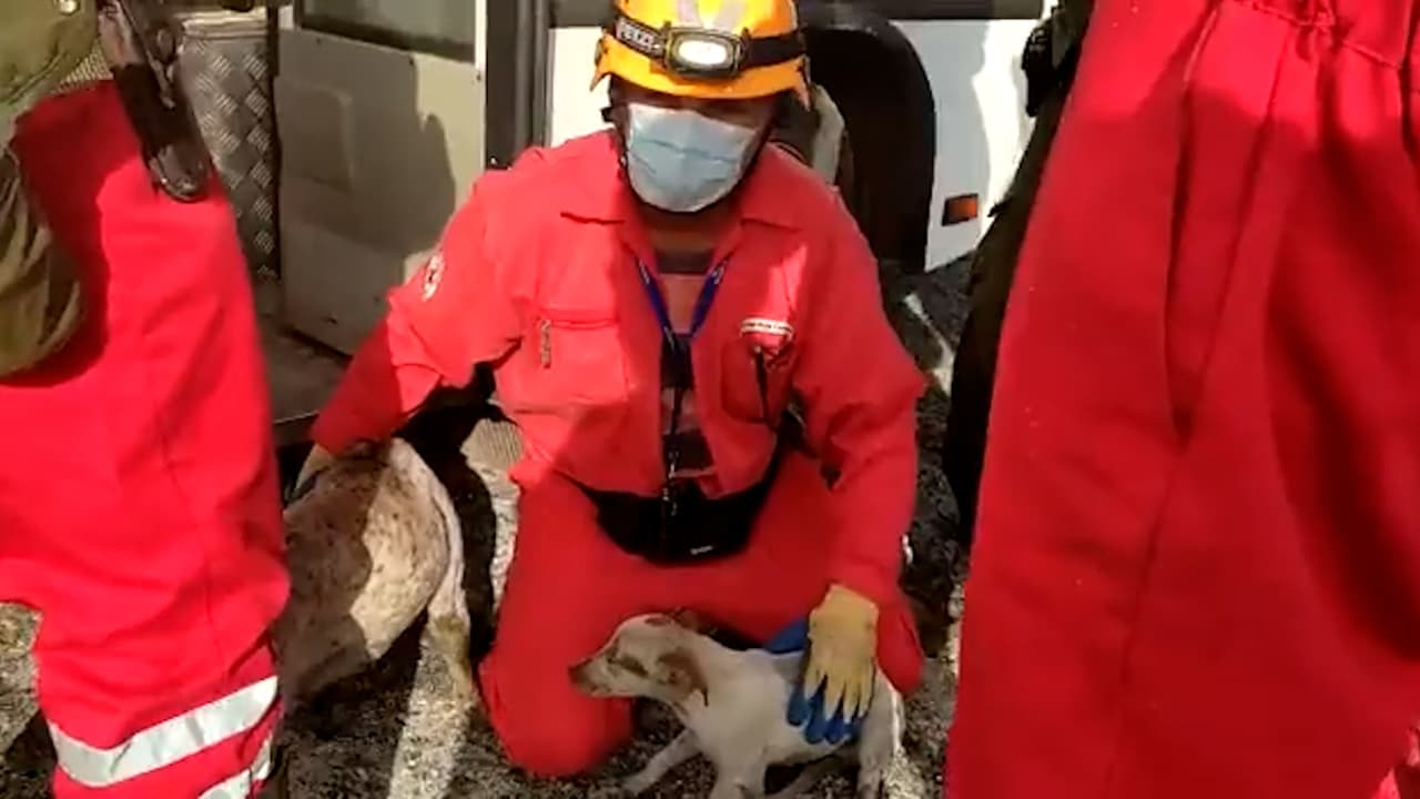 La periodista del diario oficialista Granma, Yeilén Delgado Calvo, dijo que los perritos estaban estresados.