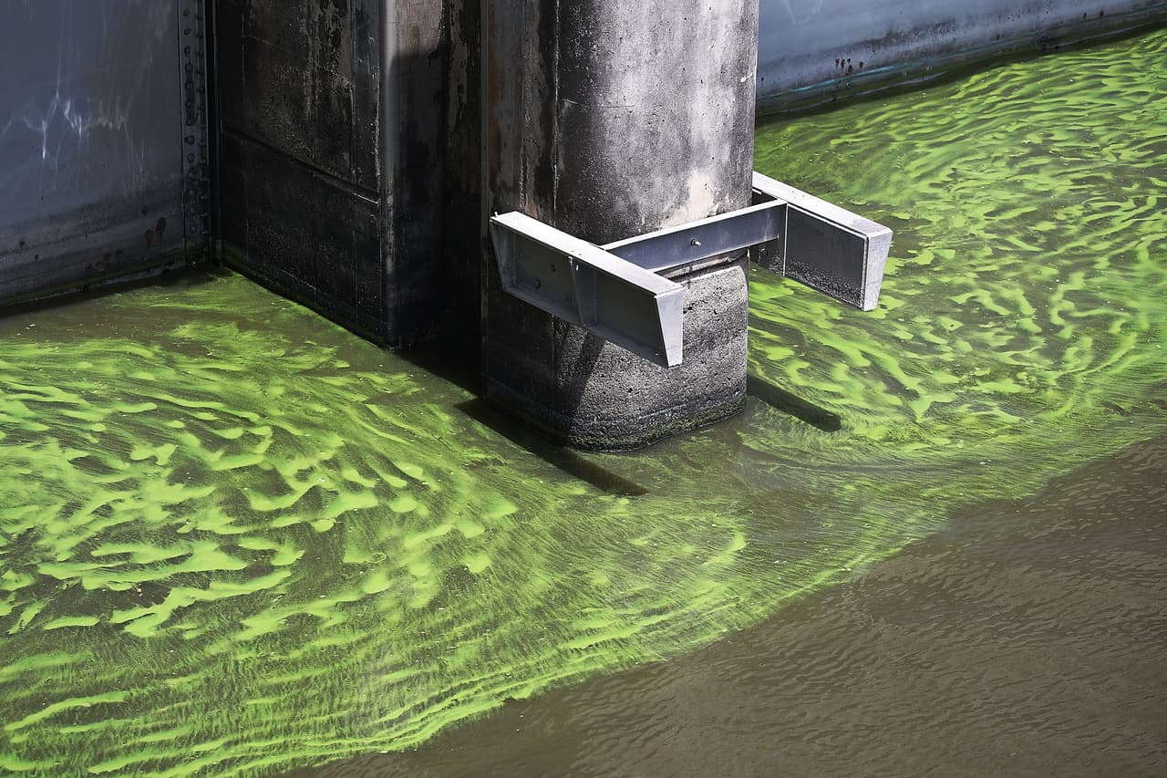 El Cuerpo de Ingenieros del Ejército también suspendió el desagüe de aguas del lago Okeechobee a los estuarios de los ríos St. Lucie y Caloosahatchee, para evitar la formación de algas tóxicas.