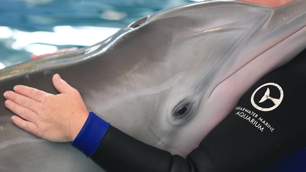 Muere en Florida la estrella de la película 'Dolphin Tale', la delfín sin cola llamada Winter 