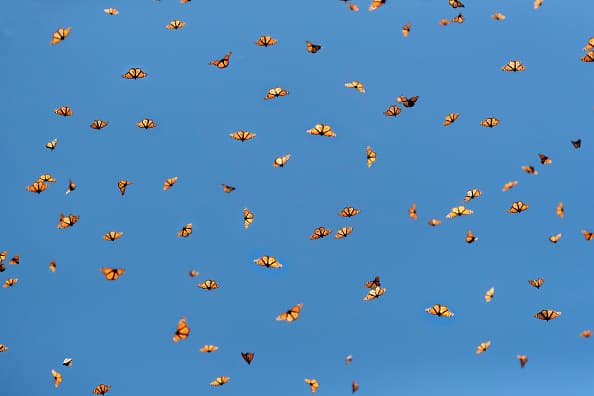 Durante el otoño, las mariposas monarcas utilizan dos rutas migratorias principales. 
<br>
<br>Uno atraviesa Texas, en un camino de 300 millas de ancho que se extiende desde Wichita Falls hasta Eagle Pass.