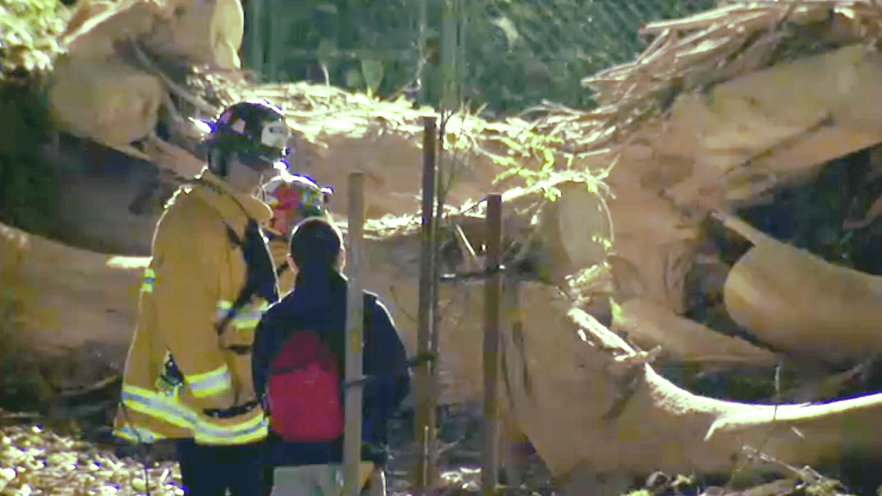 Bombero en el lugar donde cayó el árbol, en el parque William Penn de Whittier.