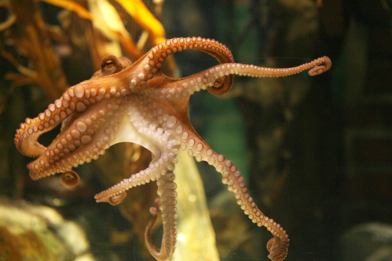 El pulpo Paul pasó a la historia de los mundiales como una figura célebre y popular gracias a su capacidad de acertar resultados, por casualidad o no, en Sudáfrica 2010.