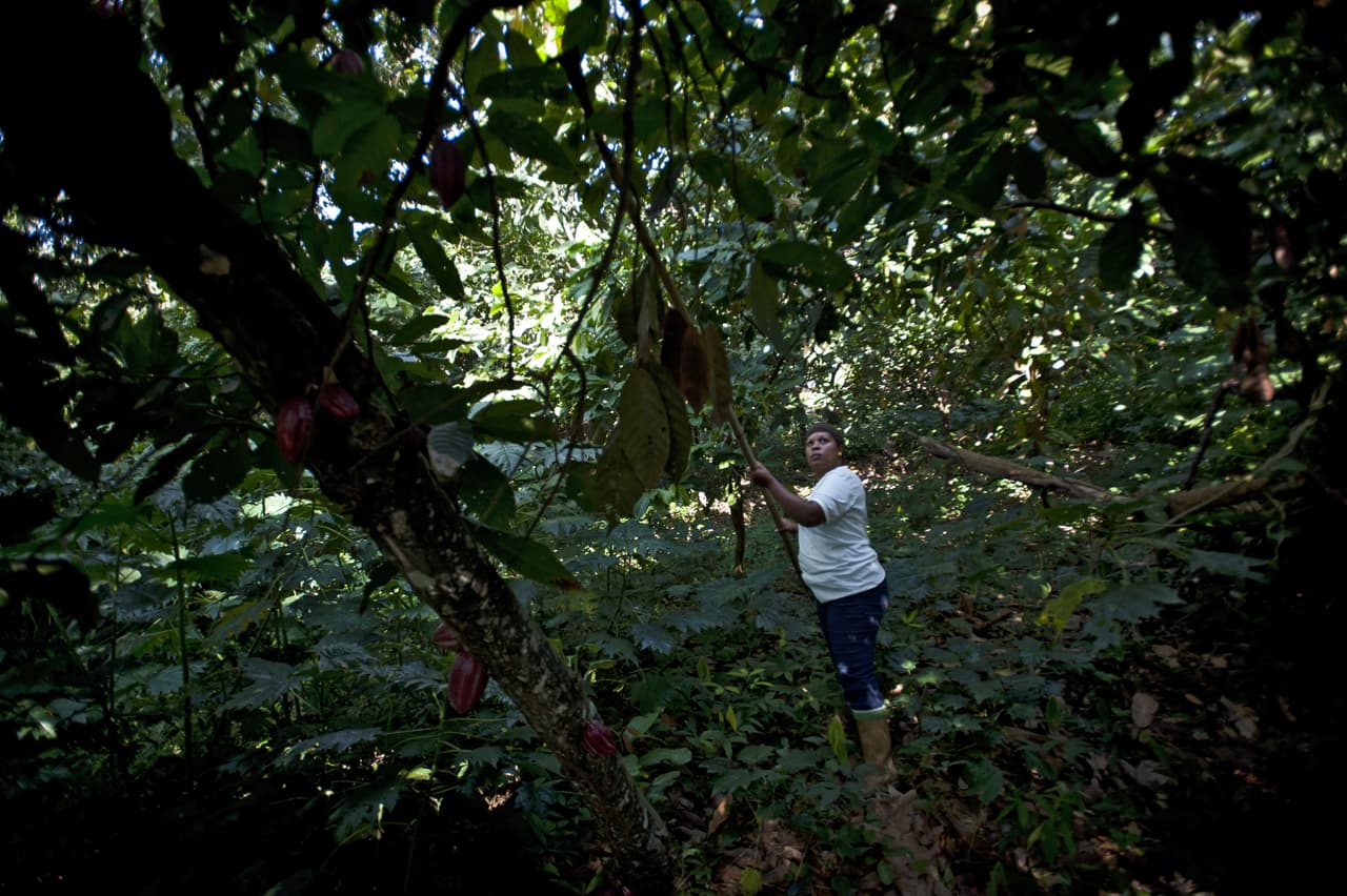 Mujer sacude la planta de cacao con un palo largo en Chuao, a 100 km de Caracas.