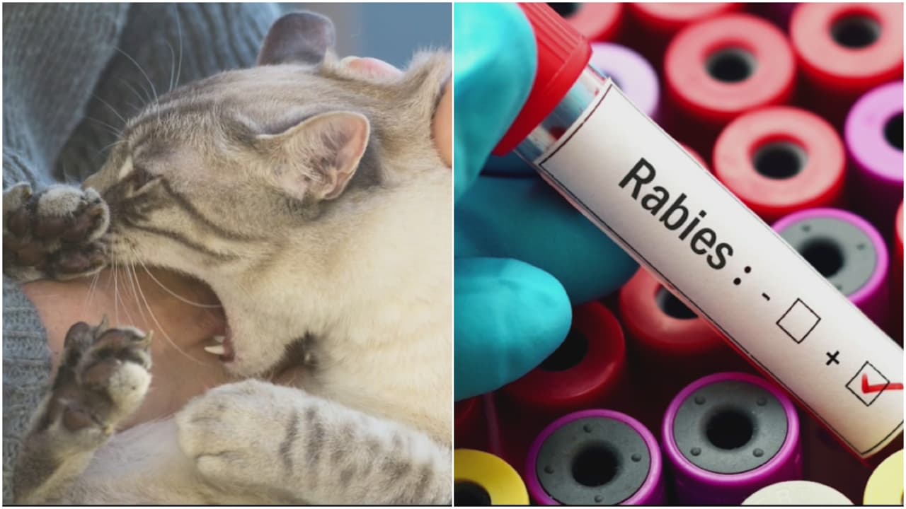 Emiten alerta de rabia por 60 días para vecindario de Tampa   