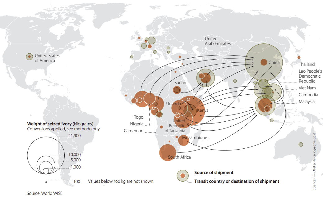 Se estima que entre 2009 y 2014 se han incautado envíos con 159 toneladas, lo que representa al menos 15,900 elefantes. Pero se considera que esto es solo una fracción del comercio ilegal. El mapa muestra los flujos del marfil incautado entre 2007 y 2014 (en marrón, el origen de los envíos requisados).