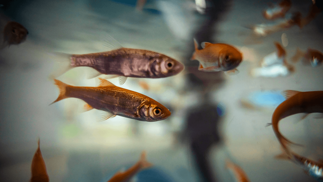 <h2 class="cms-H2-H2">Peces</h2>
<br>Está prohibido llevar carne de cualquier tipo, pero tampoco puedes llevar peces vivos.