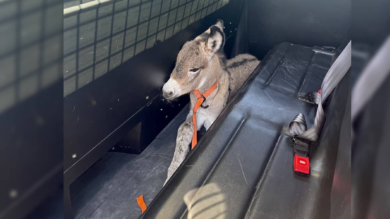 El incidente tuvo lugar el pasado 5 de septiembre cerca de Lake Pleasant, cuando la burra y su cría fueron atropellados por un automóvil cuando intentaban cruzar la vía.