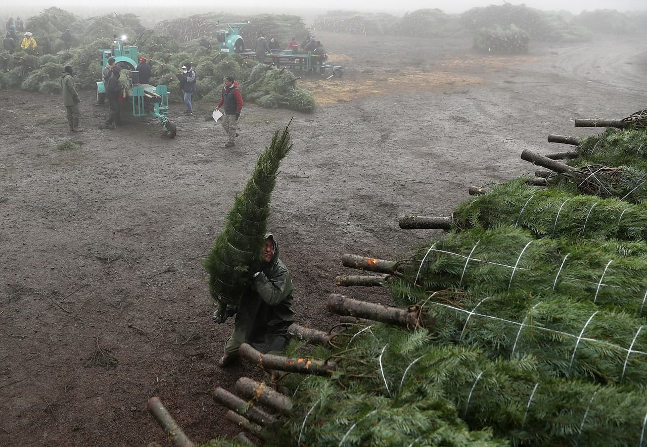 El suelo fértil de Oregon y su clima estacional es perfecto para el cultivo del pino navideño. Desde el noroeste de EEUU se distribuyen los pinos a todo el país.