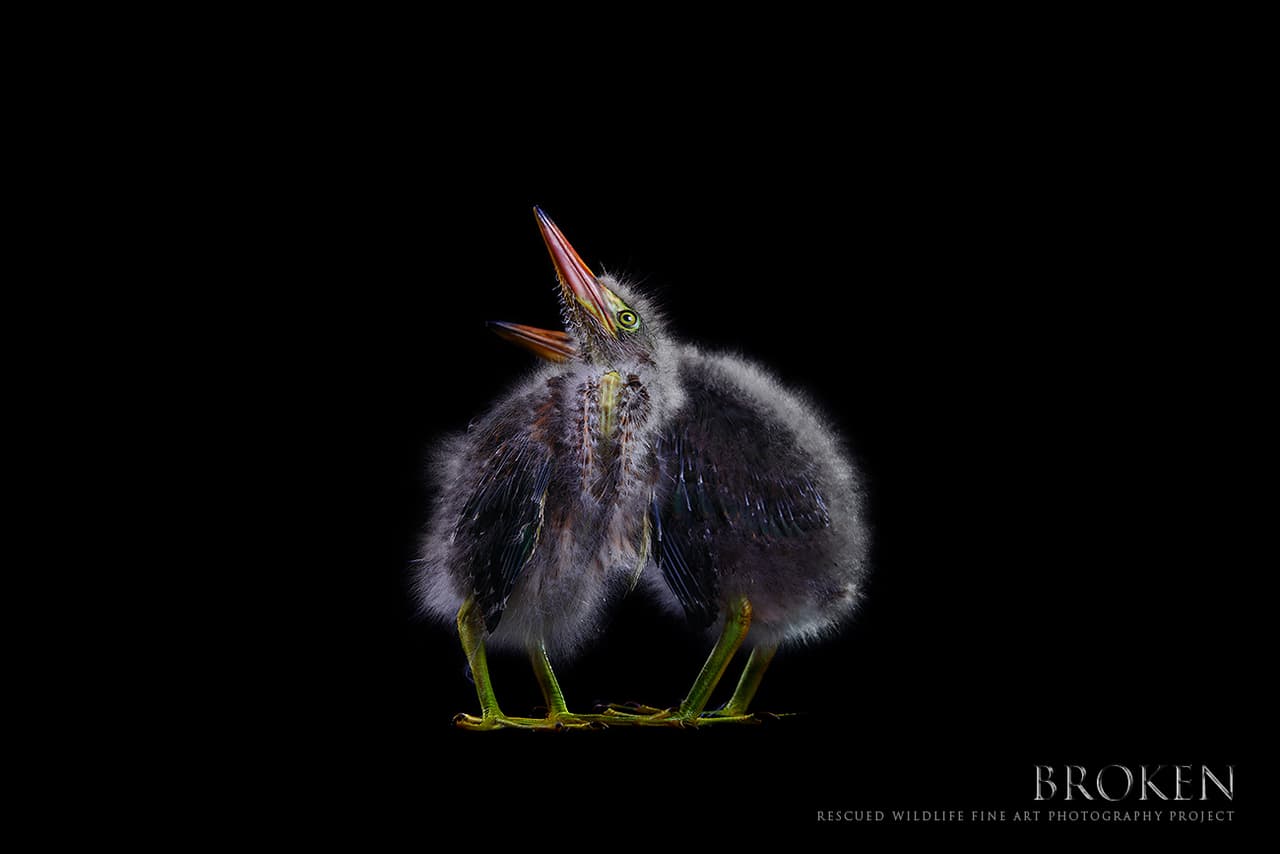 Se desconoce cómo llegaron estos dos pichones de garcita azulada al centro Pelican Harbor. Se espera su liberación una vez que puedan volar.