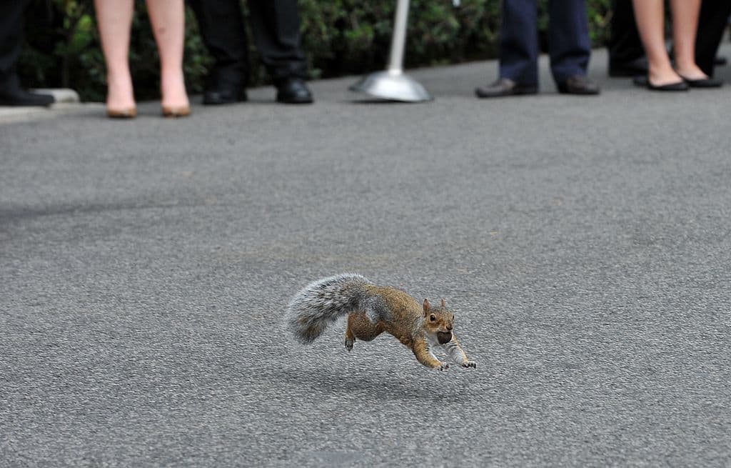 Esta ardilla estaba inusualmente agresiva y atacó a cinco personas en un parque en Nueva York