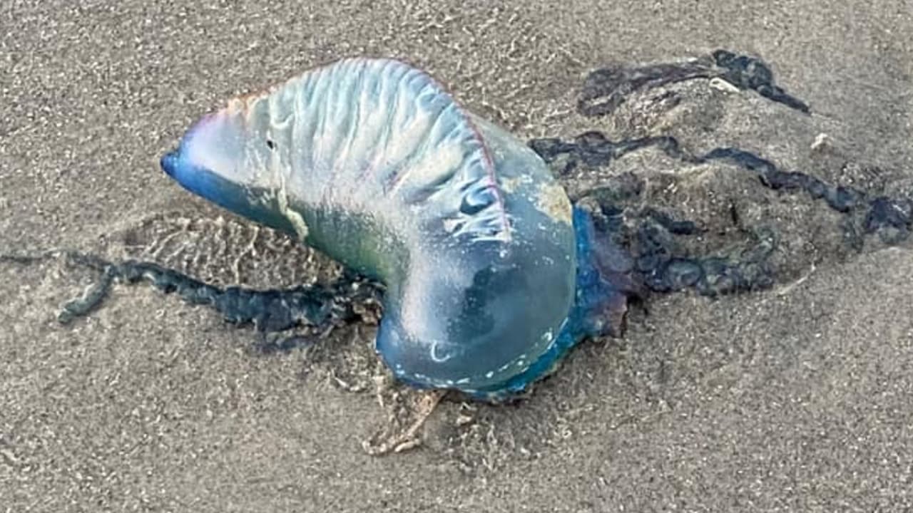 "Hoy por la mañana caminando por la playa de Galveston me encontré con algunas de ellas", indicó Benjamin Yermain Celestino.