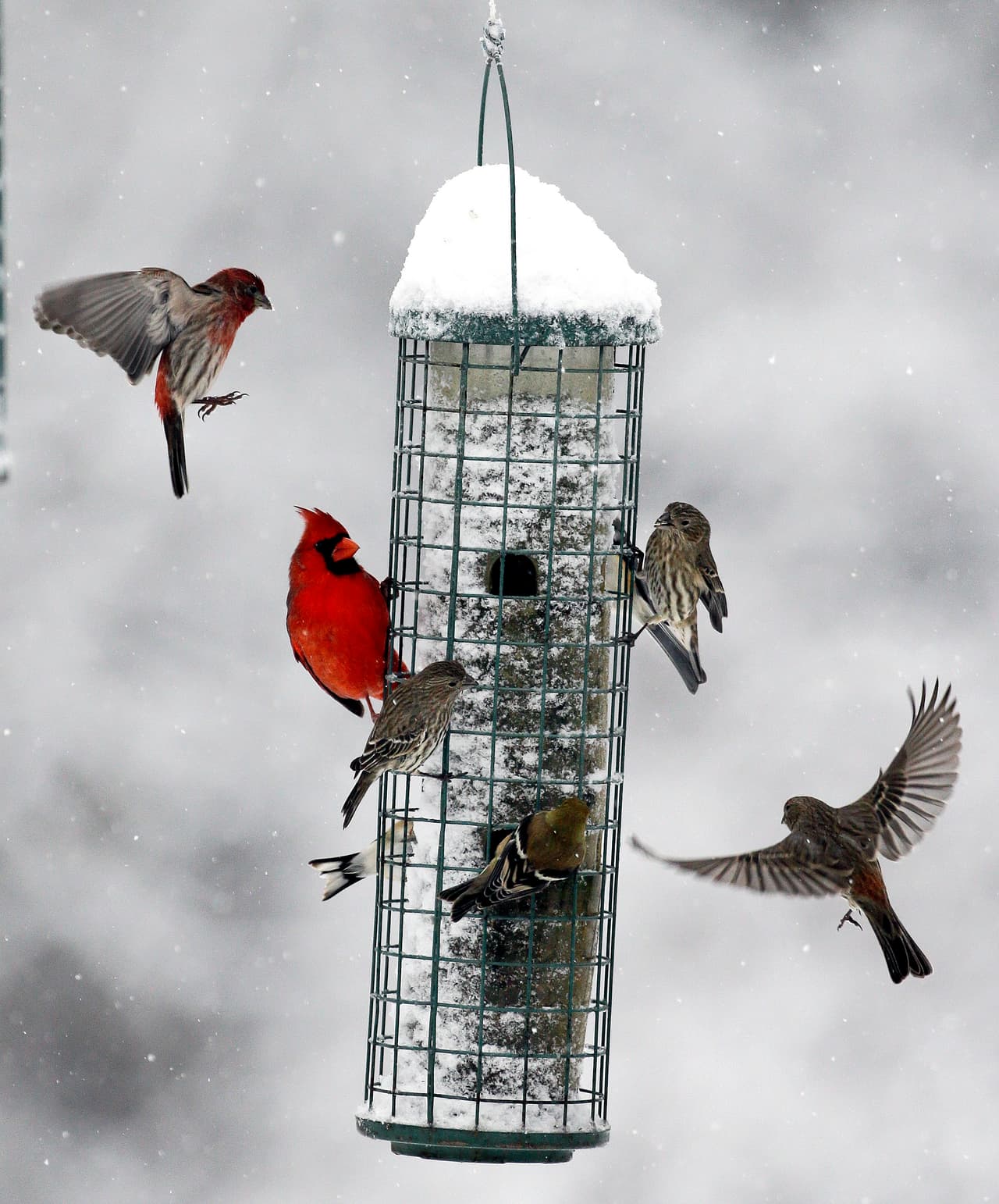 Las aves acuden a un alimentador en donde cae la nieve en Nashville, Tennessee.