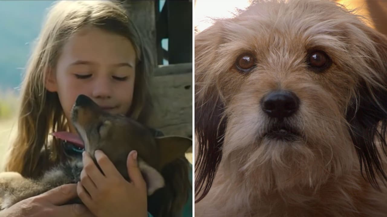 8 películas de Netflix sobre animales que te harán llorar: son conmovedoras