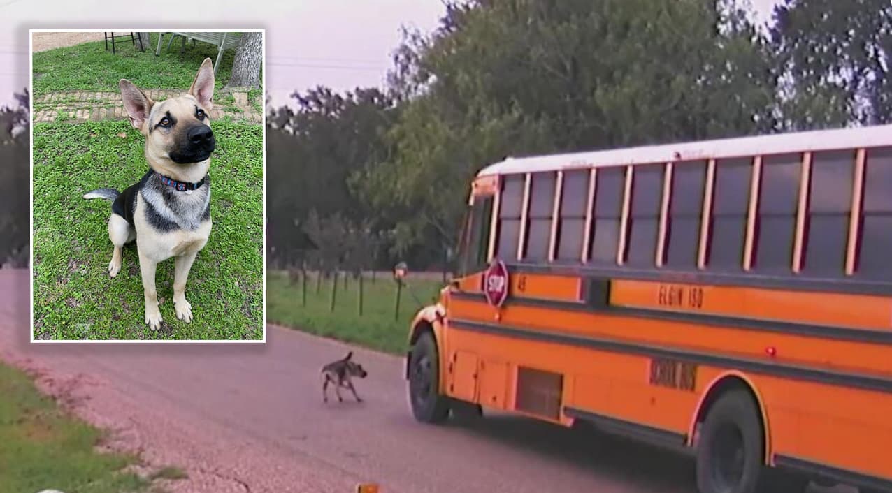 Captan en video cuando bus escolar con estudiantes le pasa por encima a un perro y lo mata
