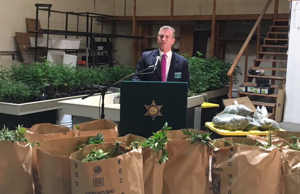 Autoridades de Los Ángeles confiscan cultivo de marihuana valorado en 6.1 millones de dólares 