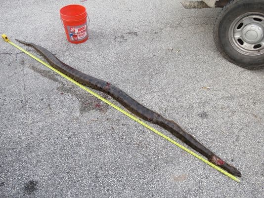 Florida: Pescador encuentra anaconda de 9 pies de largo