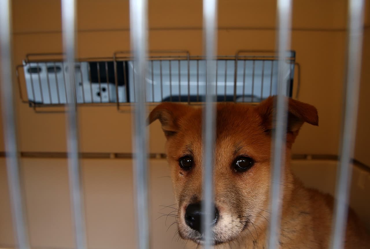 Quieren salvar a 100 perros de ser sacrificados con una mega-adopción en Dallas