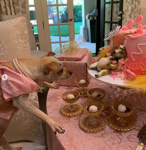 Tanto Sofía Vergara como su hijo Manolo González suelen compartir en sus redes sociales imágenes en compañía de Baguette.