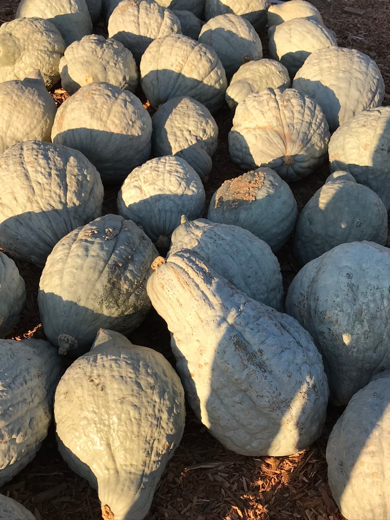 La 
<i>Cucurbita maxima</i> "
<b>tipo Hubbard</b>" difieren en color de la cáscara (hay naranja, "azul", "rosa"). Se caracteriza por su forma ovalada, con los dos extremos en punta a curvados, cáscara muy dura, semillas blancas.