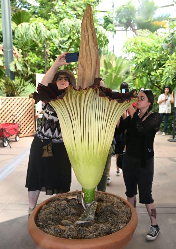 Quedan entradas para el miércoles 30 de agosto, a partir de las 10:00 de la mañana. ¿Estará la flor cadáver florecida aún? Nadie puede garantizarlo.