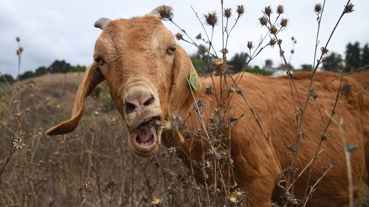 En medio de una fuerte ola de calor y una temporada de sequía extrema, en California han apostado por el uso de rebaños de cabras para crear cortafuegos naturales. Esta alternativa, además de ser efectiva, es también amigable con el medio ambiente.