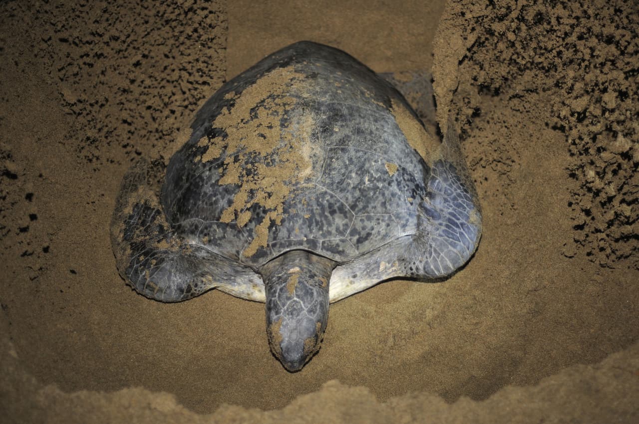 <b>Liberan el exceso de sal llorando </b>
<br>No es cierto que las tortugas marinas lloran cuando están desovando. Lo que frecuentemente se malinterpreta como tal, es una excreción por el lagrimal de las mismas a través del cual se dedican a eliminar el exceso de sal en su organismo a la vez de proteger sus ojos de secarse y rayarse con la arena de la playa.