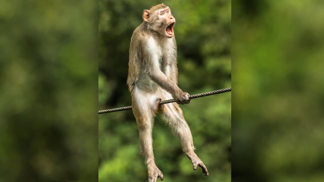 ¡Ouch!: el 'doloroso' percance de un mono, la imagen ganadora del concurso de fotografías cómicas de animales