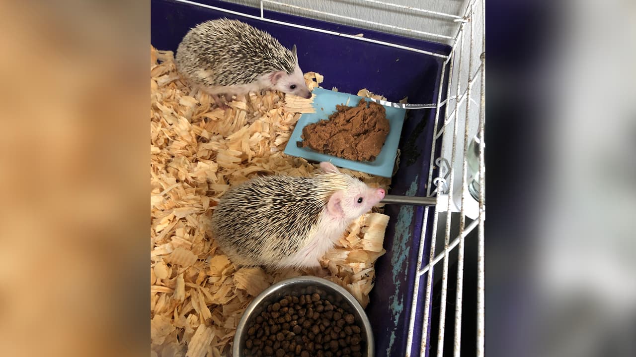 Autoridades aconsejan que si usted sabe de un caso de maltrato animal debe denunciarlo.