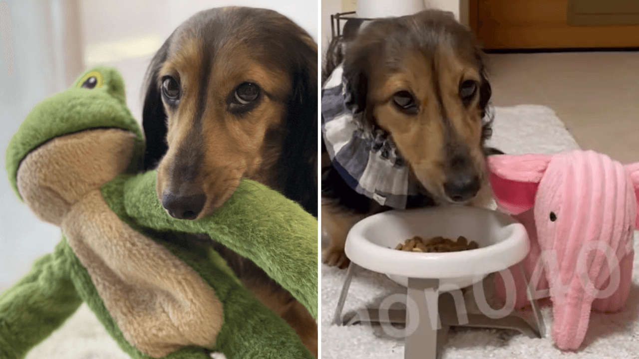 Perrito ‘invita’ a sus muñecos a comer con él: Internet se derrite de ternura con sus videos