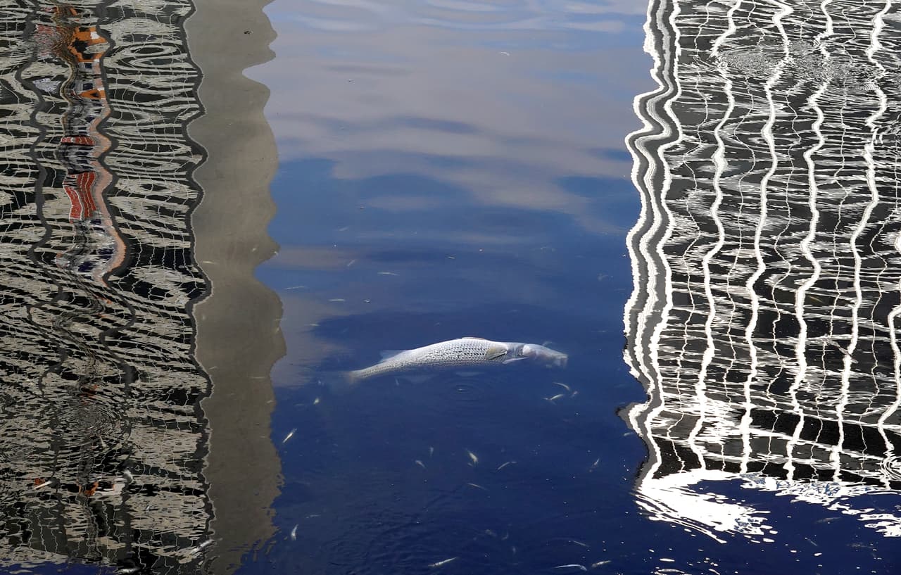 Las autoridades dijeron que no está claro qué tan tóxica es la floración. Equipos de biólogos están recopilando información y se están programando necropsias de peces.