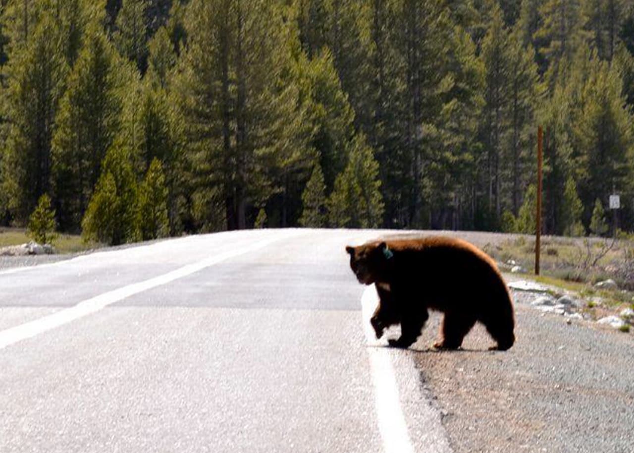 Reportan aumento de atropellamientos de osos en Yosemite por culpa de automovilistas desprevenidos
