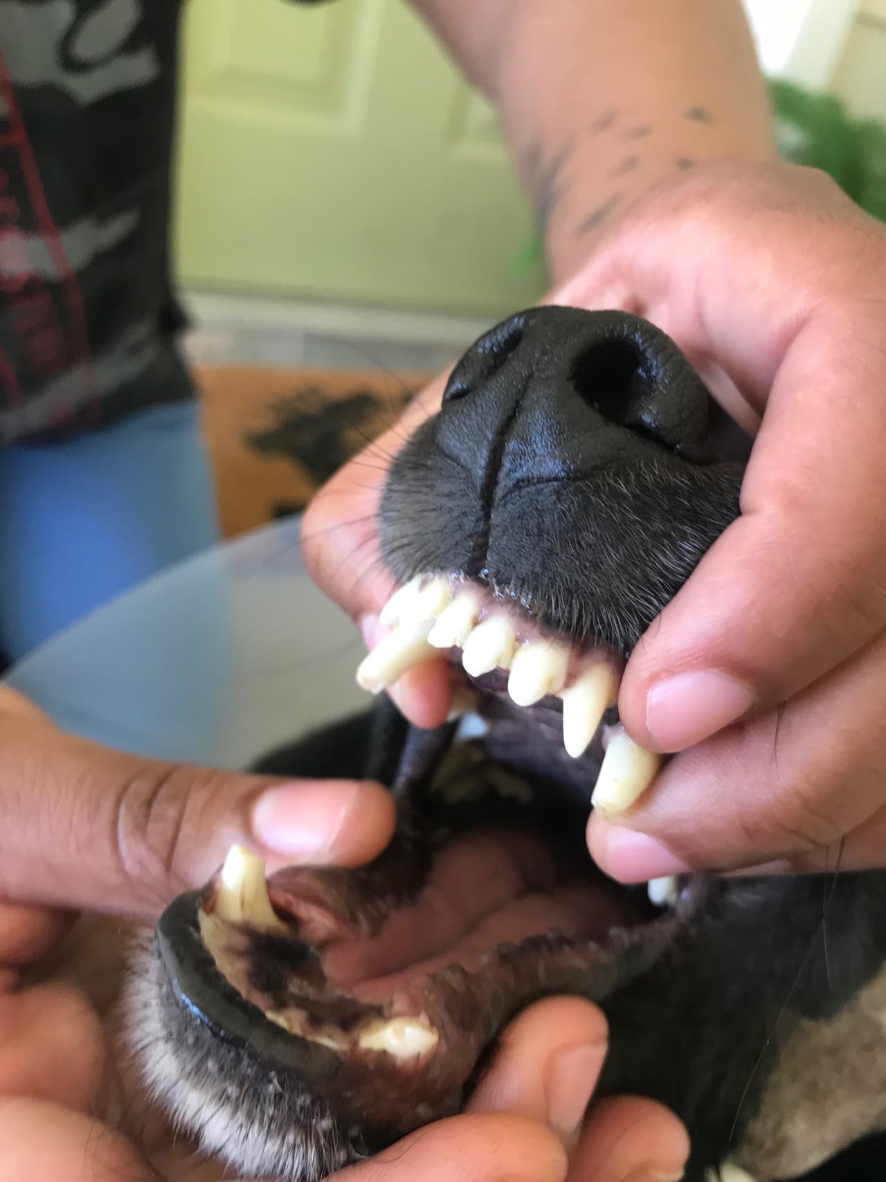 La policía de San Antonio arrestó al sospechoso, Vernon Ortiz, el viernes y lo acusó de crueldad hacia los animales, un delito grave de tercer grado.