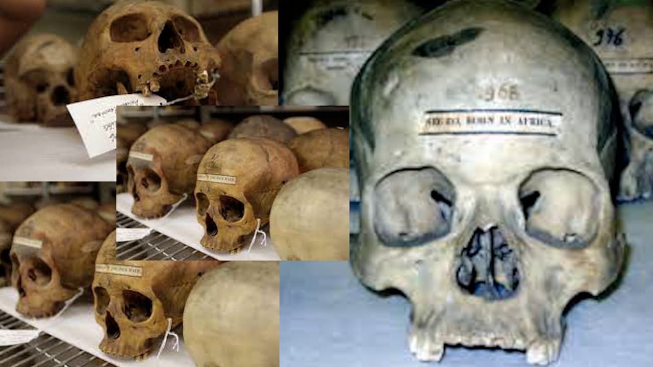 “El racismo no tiene espacio en nuestra colección”: Penn Museum repatriará cráneos de afro descendientes y esclavos de Cuba