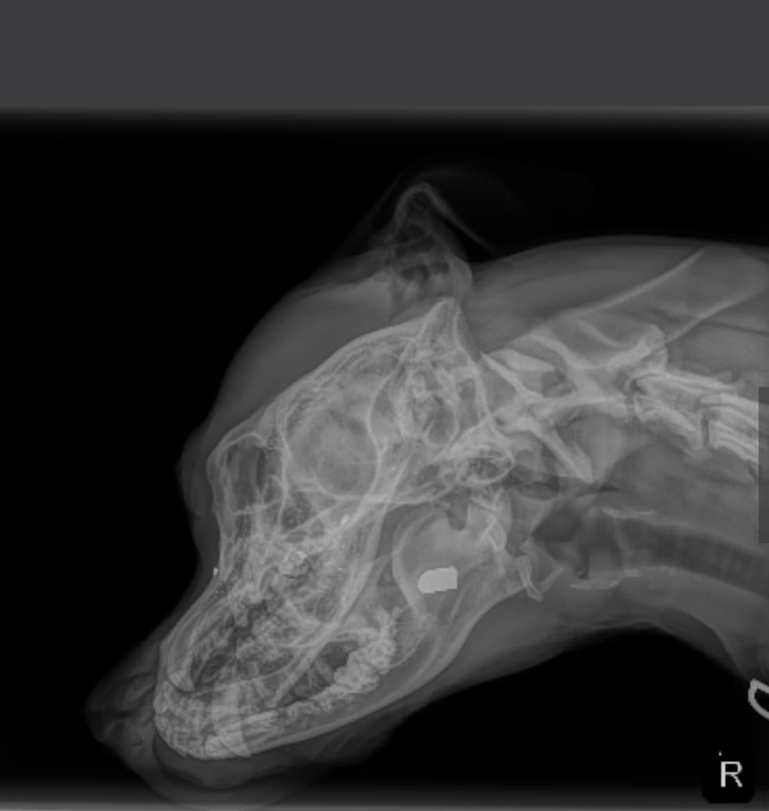 “Los veterinarios creen que la bala entró entre sus ojos, le rozó la lengua, le atravesó la garganta y acabó en el cuello”, explicó HRA. “Otras imágenes revelaron múltiples fracturas faciales y que la garganta de Louisa estaba hinchada, lo que le dificultaba la respiración”.