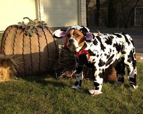 Si tu mascota te lo permite, atrévete a ponerle trajecitos completos que incluso lo protegerán de las temperaturas más frías.